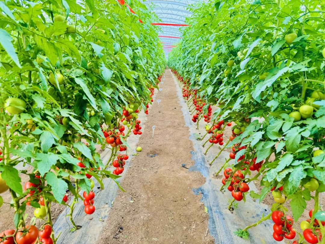 小身體迸發大能量！</br>一顆番茄的非凡旅程